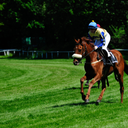 GaloprennenFFM_29_2010-06-03