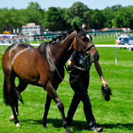 GaloprennenFFM_23_2010-06-03