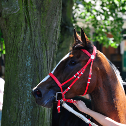 GaloprennenFFM_52_2010-06-03