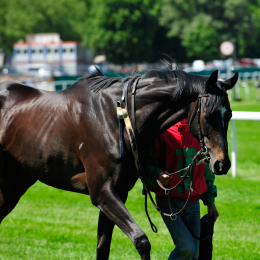 GaloprennenFFM_27_2010-06-03