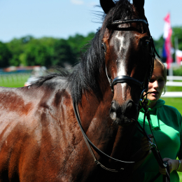 GaloprennenFFM_22_2010-06-03