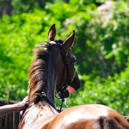 Galopprennbahn Frankfurt Juni 2010