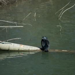 Kuehkopf__20180225_001