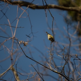 Kuehkopf__20180225_005