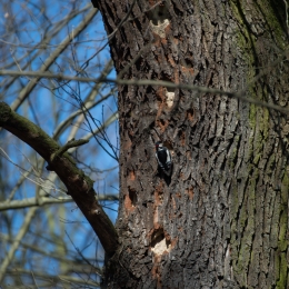 Kuehkopf__20180225_002