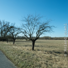 Kuehkopf__20180225_009