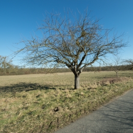 Kuehkopf__20180225_010