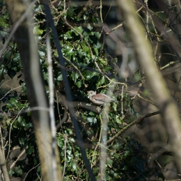 Kuehkopf__20180225_003