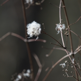 Kuehkopf__20180225_006