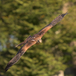 Adler-Wolfspark_Kesselburg_20151001_004