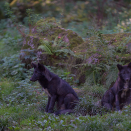Adler-Wolfspark_Kesselburg_20151001_024