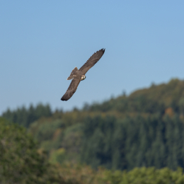 Adler-Wolfspark_Kesselburg_20151001_018
