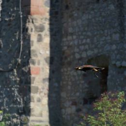 Adler-Wolfspark_Kesselburg_20151001_012