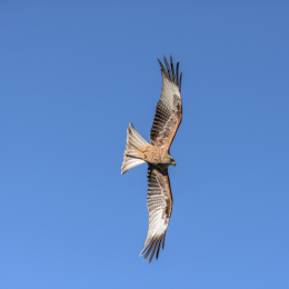 Adler-Wolfspark_Kesselburg_20151001_015