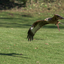 Adler-Wolfspark_Kesselburg_20151001_005