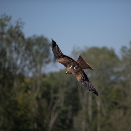 Adler-Wolfspark_Kesselburg_20151001_006
