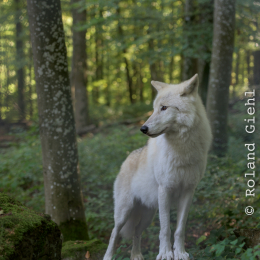 Adler-Wolfspark_Kesselburg_20151001_032