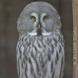 Adler-Wolfspark_Kesselburg_20151001_009