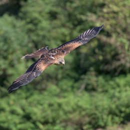 Adler-Wolfspark_Kesselburg_20151001_003
