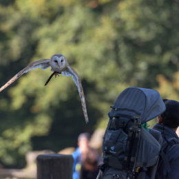 Adler-Wolfspark_Kesselburg_20151001_011
