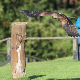 Adler-Wolfspark_Kesselburg_20151001_013