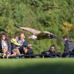 Adler-Wolfspark_Kesselburg_20151001_020