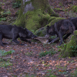 Adler-Wolfspark_Kesselburg_20151001_027