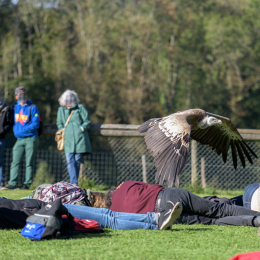 Adler-Wolfspark_Kesselburg_20151001_021