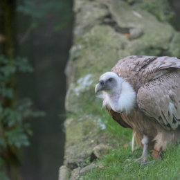 Adler-Wolfspark_Kesselburg_20151001_008