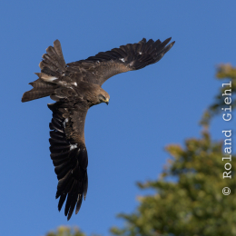 Adler-Wolfspark_Kesselburg_20151001_017