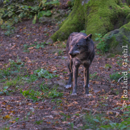 Adler-Wolfspark_Kesselburg_20151001_029