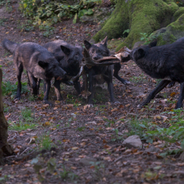 Adler-Wolfspark_Kesselburg_20151001_028