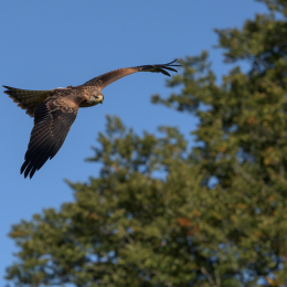 Adler-Wolfspark_Kesselburg_20151001_014