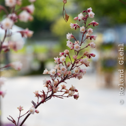 LGS_Bad-Schwalbach_20180512_031