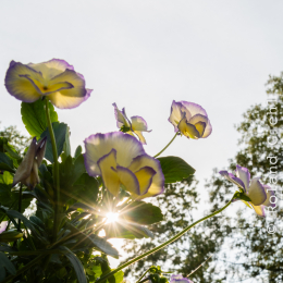 LGS_Bad-Schwalbach_20180512_029