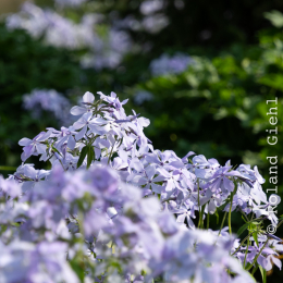 LGS_Bad-Schwalbach_20180512_009