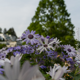 LGS_Bad-Schwalbach_20180512_026