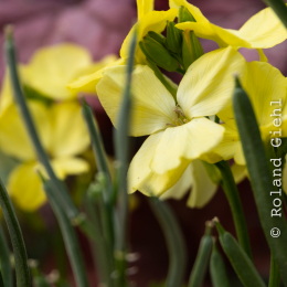 LGS_Bad-Schwalbach_20180512_030