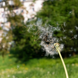 Landesgartenschau Bad Schwalbach Mai 2018