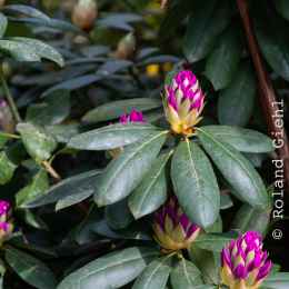 LGS_Bad-Schwalbach_20180512_003