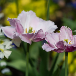 LGS_Bad-Schwalbach_20180512_001