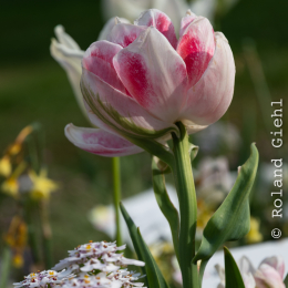LGS_Bad-Schwalbach_20180512_011