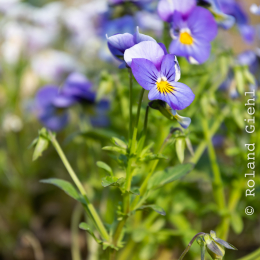 LGS_Bad-Schwalbach_20180512_013