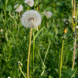LGS_Bad-Schwalbach_20180512_038