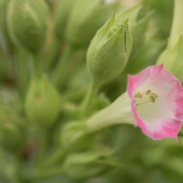 Landesgartenschau_Landau_20150801_035