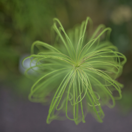 Landesgartenschau_Landau_20150801_010