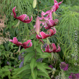 Landesgartenschau_Landau_20150801_015