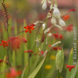 Landesgartenschau_Landau_20150801_011