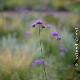 Landesgartenschau_Landau_20150801_012