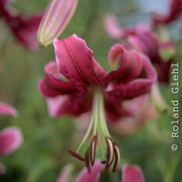 Landesgartenschau_Landau_20150801_014